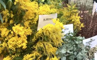 Columbia Road Flower Market