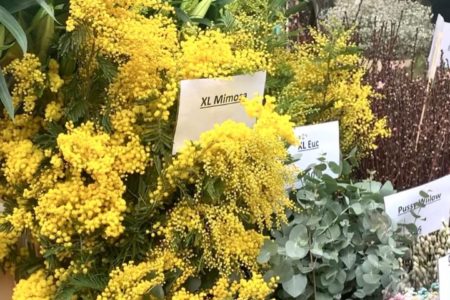 Columbia Road Flower Market