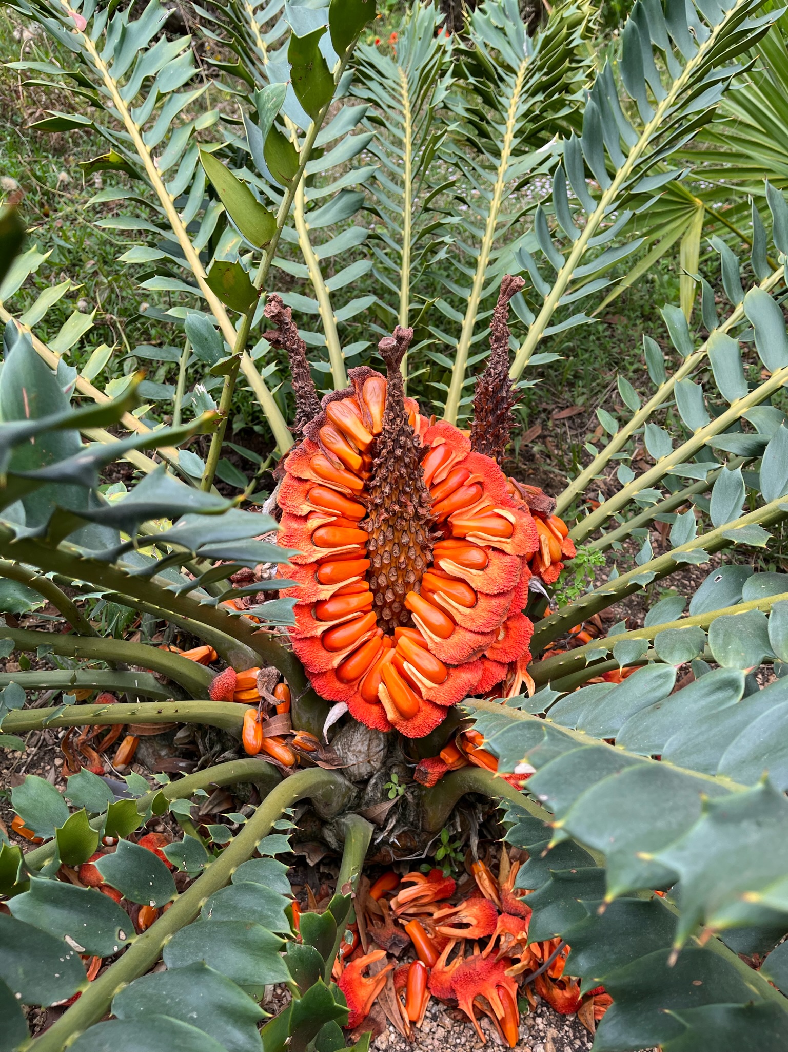 Jardin Botanique MARIMURTRA - 2