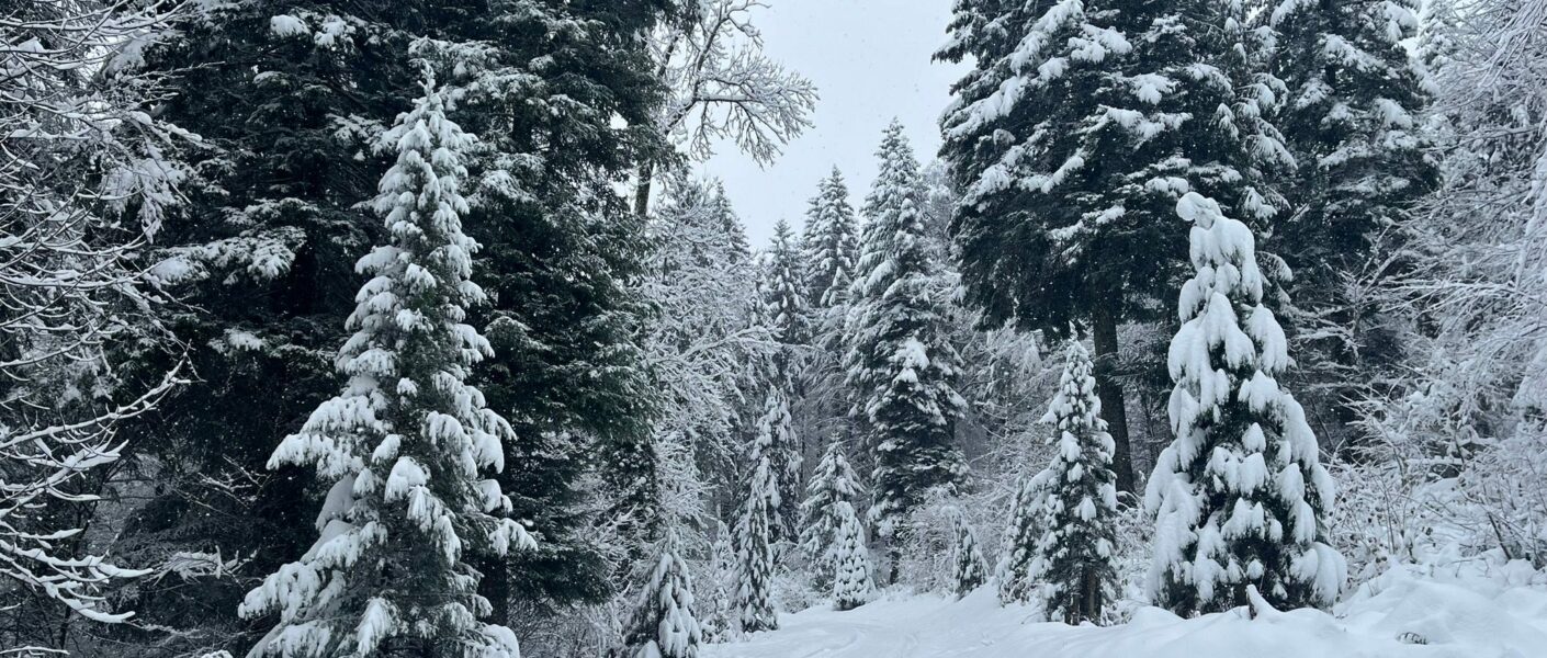 Snow forest