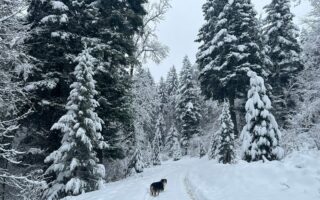 Snow forest