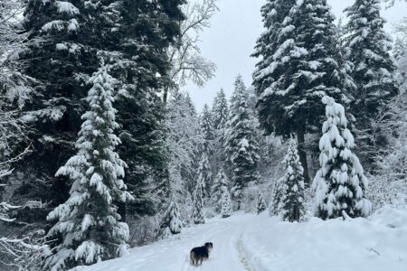 Snow forest